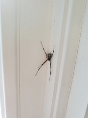 Araneae