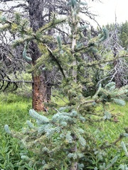 Picea engelmannii
