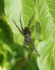 Dolomedes scriptus