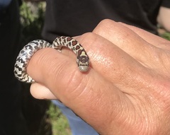 Lampropeltis triangulum