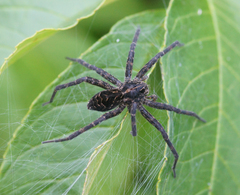 Dolomedes scriptus