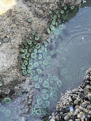 Anthopleura xanthogrammica