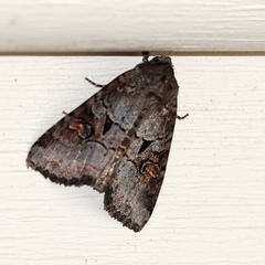 Trichordestra legitima
