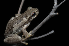 Litoria dentata
