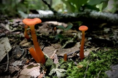 Hygrocybe cantharellus