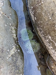 Anthopleura xanthogrammica