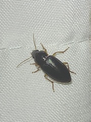Harpalinae