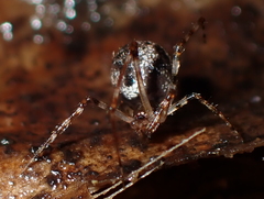 Cryptachaea blattea