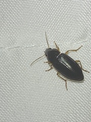 Harpalinae