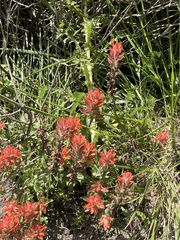 Castilleja miniata