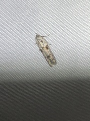 Blastobasis glandulella