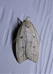 Machimia tentoriferella