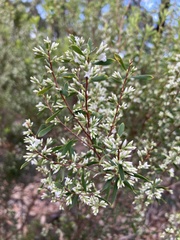 Styphelia mutica