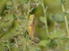 Schistocerca obscura