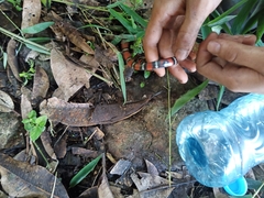 Lampropeltis polyzona