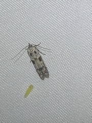 Blastobasis glandulella