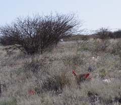 Aloe claviflora