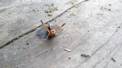Ammotrechidae