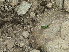 Booneacris glacialis