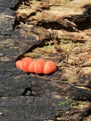 Tubifera ferruginosa