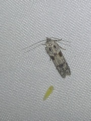 Blastobasis glandulella