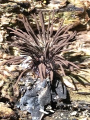 Stemonitis splendens