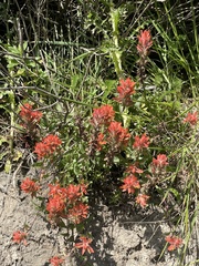 Castilleja miniata