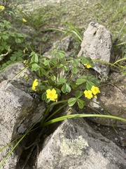 Oxalis megalorrhiza