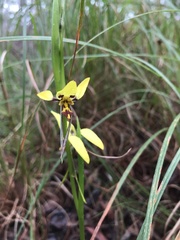 Diuris sulphurea