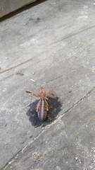 Ammotrechidae