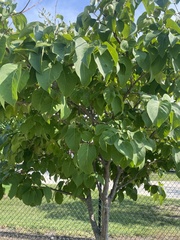 Syringa reticulata