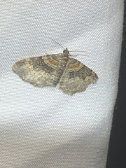 Xanthorhoe ferrugata