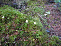 Mycena epipterygia