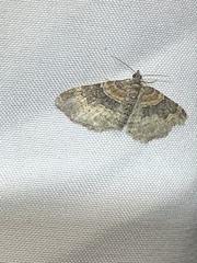 Xanthorhoe ferrugata