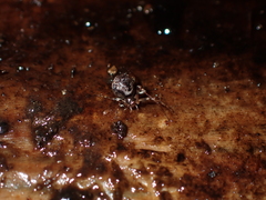 Cryptachaea blattea