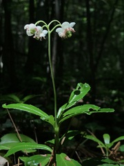 Chimaphila umbellata