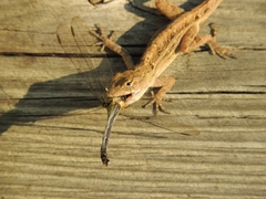 Anolis sagrei