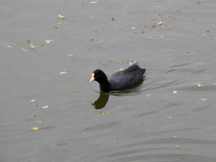 Fulica leucoptera