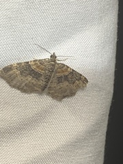 Xanthorhoe ferrugata