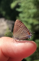 Satyrium calanus