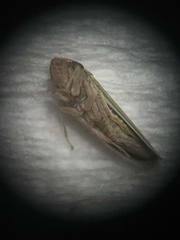 Xyphon reticulatum