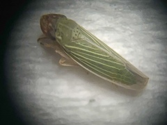 Xyphon reticulatum