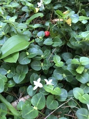 Mitchella repens
