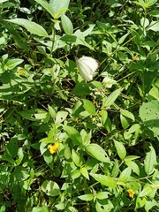 Ascia monuste monuste