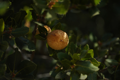 Amphibolips quercuspomiformis