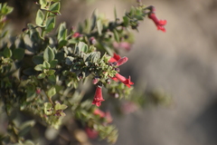 Galvezia fruticosa