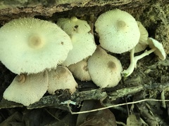Leucocoprinus cepistipes