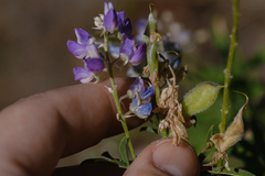 Lupinus argenteus