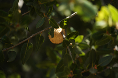 Amphibolips quercuspomiformis