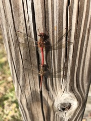 Sympetrum vicinum